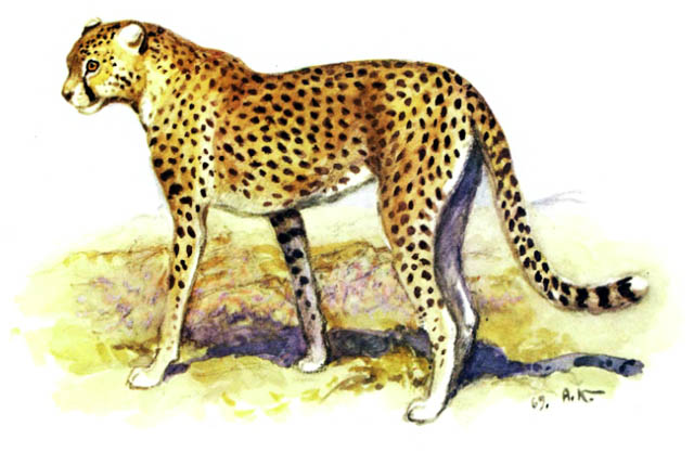 рисунок гепарда
