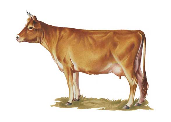 рисунок коровы