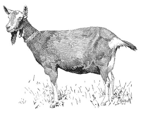 коза - рисунок
