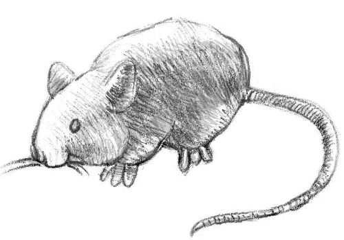 рисунок мыши