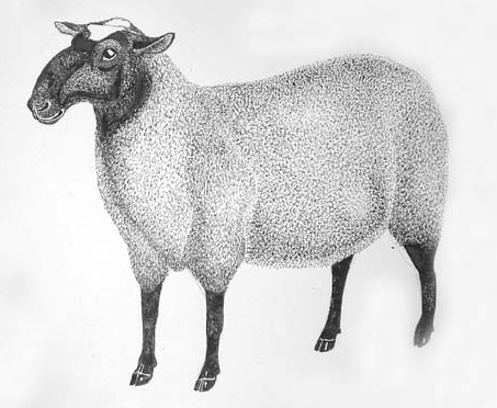 рисунок овцы