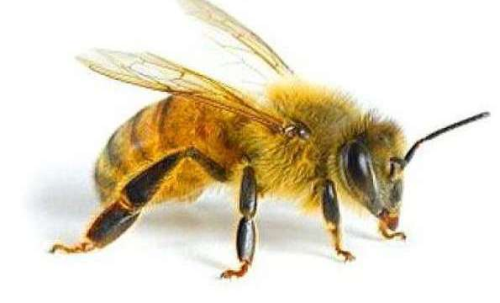рисунок пчелы