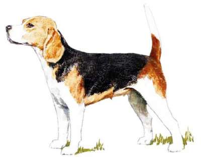 рисунок собаки