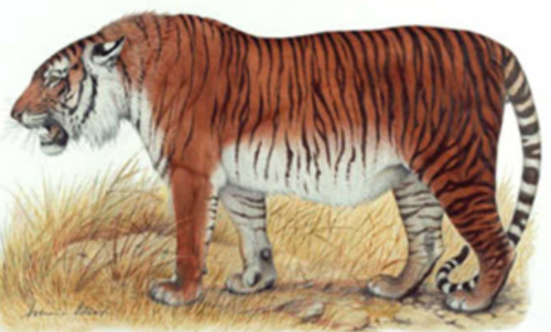рисунок тигра