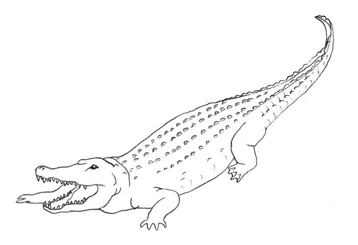 как рисовать крокодила 3