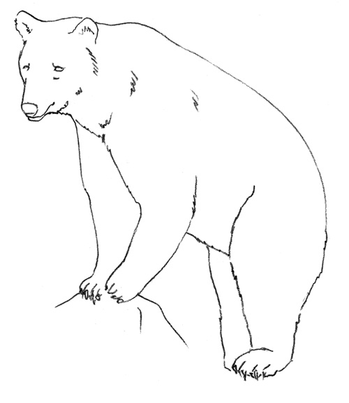 учимся рисовать медведя 3
