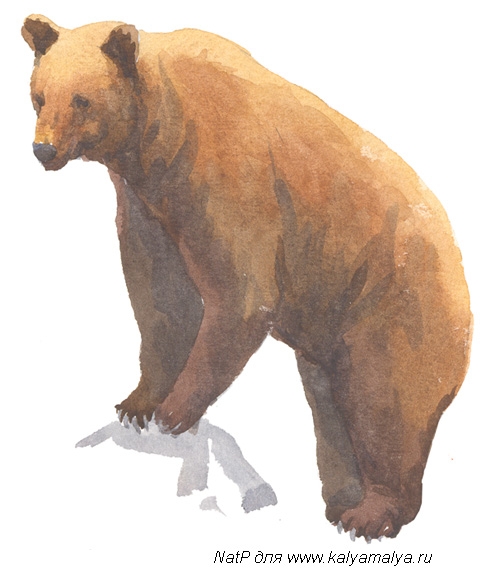 учимся рисовать медведя 4