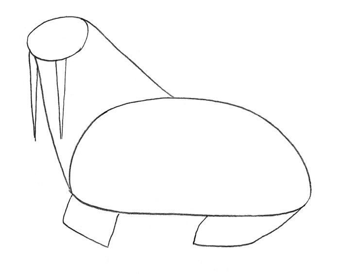 как рисовать моржа