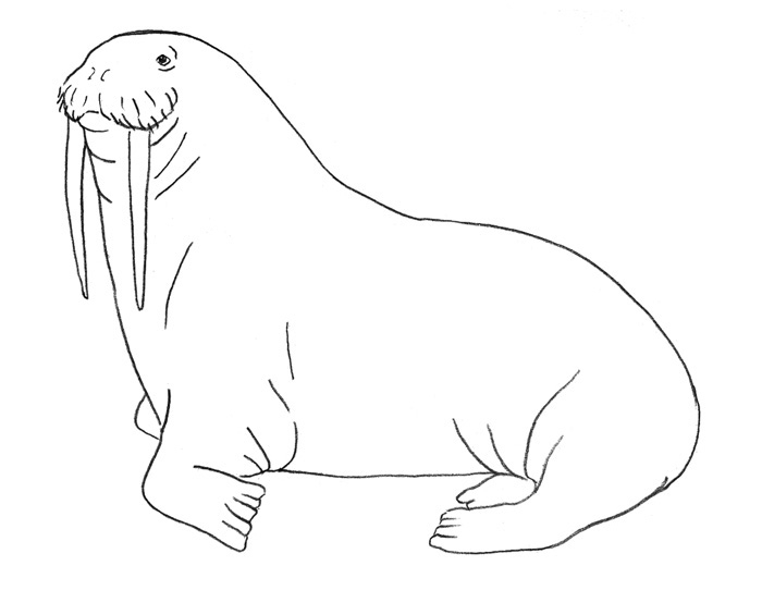 как рисовать моржа 3