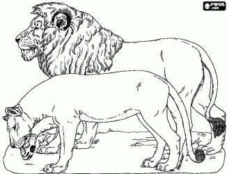 ь - лев и львица