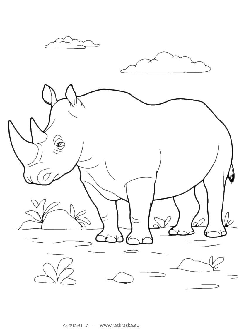 носорог раскраска